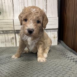 Chelsea's Blus Collar Boy 2150 - Cream male Goldendoodle puppy in Alvin, Texas from JP Southern Doodles