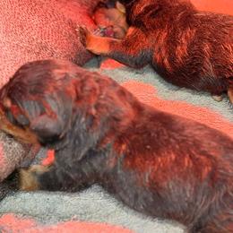 Male 1 - Black and mahogany male Rottweiler puppy in Arizona from TRK Rottweilers