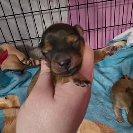 Morganite - Red female Dachshund puppy in Windom, Minnesota from Aster Creek Dachshunds & Australian Shepherds