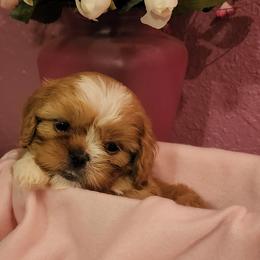 Cavalier King Charles Spaniel and Shih Tzu Puppies from Nashell Lynem