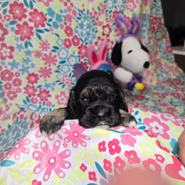 Boy 2 - Black white and tan male Cocker Spaniel puppy in Gainesville, Florida from Lady's Cocker Spaniels