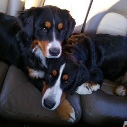 Bernedoodles and Bernese Mountain Dogs from Beautiful Mountain Berners
