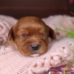 AKC June - Ruby female Cavalier King Charles Spaniel puppy in Albany, Indiana from Hatz Off Puppies