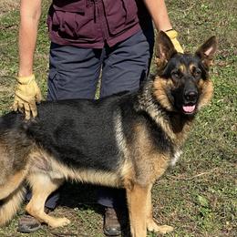 Taco - German Shepherd