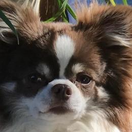 Chihuahuas from GladeMist