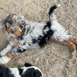 Decker - Blue merle male Aussiedoodle puppy in Colorado Springs, Colorado from Pesky Redneck Mini Ranch