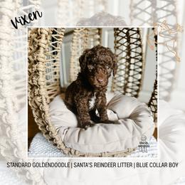 Vixon - Chocolate male Goldendoodle puppy in Montgomery, Texas from Dacus Doodles
