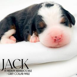 Jack - Tri-color male Bernedoodle puppy in Tipton, Indiana from Country Creek Doodles