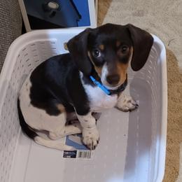 EmJae - Dachshund