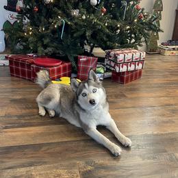 Leia - Pomsky