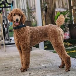 Poodles from Madame.Paws