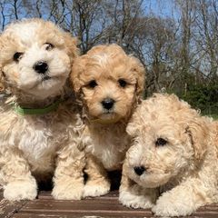 Double Doodles from My Sweetest Doodle