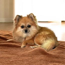 Claire - Red sable female Pomeranian puppy in Liverpool, Pennsylvania from Miracles With Paws