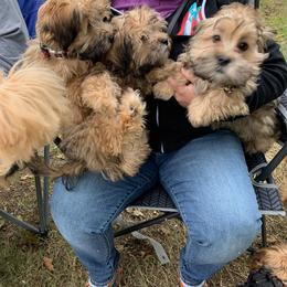 Shorkie All Grown Up from Roover's Oklahoma Shorkies