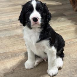 Mr red - Black and white male English Springer Spaniel puppy in Pembroke Pines, Florida from Divine Spaniels ( Home of English Springers and English Cockers )