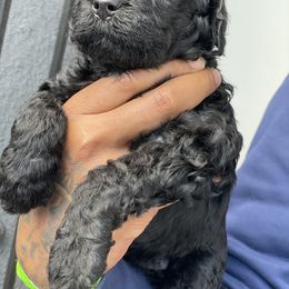 Labradoodle Puppies from Koko's Klub