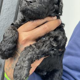 Labradoodle Puppies from Koko's Klub