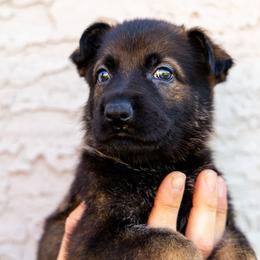 Pup 2 - Sable female German Shepherd puppy in Surprise, Arizona from Vom Wustefeuer German Shepherds
