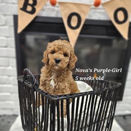 Purple - Red female Labradoodle puppy in Payson, Utah from Utah County Labradoodles