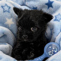 Boy 2 - male Yorkshire Terrier puppy in Centre, Alabama from Sassy Yorkie , miniature schnauzer , Maltese Love of Alabama