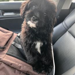 Cavapoo Puppies from Woodland poodles and Cavapoos
