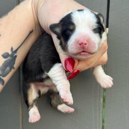 Duke - Black and tan male Pembroke Welsh Corgi puppy in East Oakdale, California from Rhettro Kennels