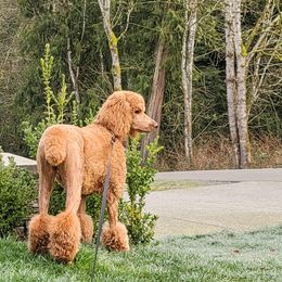 Lola - Poodle