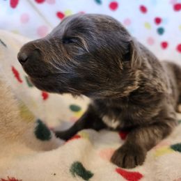 Fiyero - Blue male German Shepherd puppy in Los Lunas, New Mexico from Mali's German Shepherds