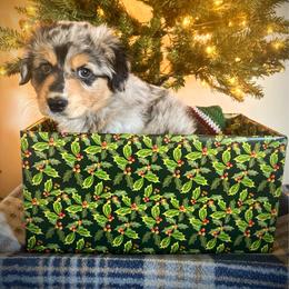Jack - Blue merle male Australian Shepherd puppy in Roy, Utah from Sage House Pups