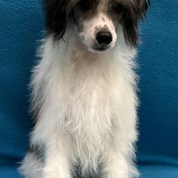 American Hairless Terriers and Chinese Cresteds from Edelweiss Kennels