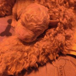 Boy 2 - Cream male Poodle puppy in Stephentown, New York from Creme de la Poodle, standard poodles