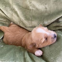 Fern - Fawn female Havanese puppy in Hudson, New York from Havanese of Claverack and Hudson Valley Labradors