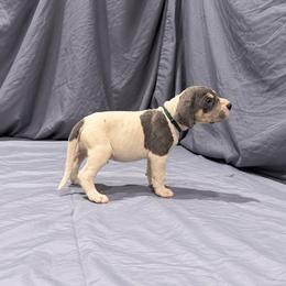 Elvira - Blue female Great Dane puppy in Montgomery, Texas from KD Sweet Southern Danes