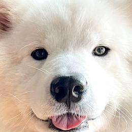 Rip - Samoyed