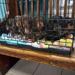 Dachshund Puppies from White River Valley Kennel
