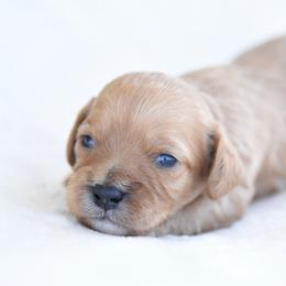 Tucker - Red male Cavapoo puppy in Lawton, Oklahoma from Lindsey’s Cavies