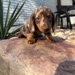 Archie - Dapple male Dachshund puppy in Hope, Arkansas from Duckett Lane Dachshunds