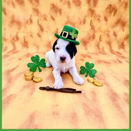 Flint - Brown and white male Bernedoodle puppy in Lake City, Florida from 224 Doodles and Poodles