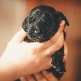 Osiris - Phantom male Goldendoodle puppy in Portsmouth, Virginia from Hopping Howlers Ranch