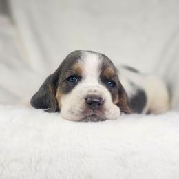 Jasper- green collar - Blue tan and white male Basset Hound puppy in Valley, Washington from Peaceful Valley Paws