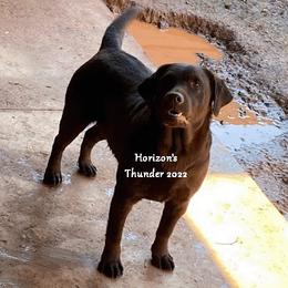 THUNDER - Labrador Retriever