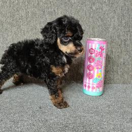Monster - Phantom male Poodle puppy in Stilwell, Oklahoma from LR&R Dog Co.