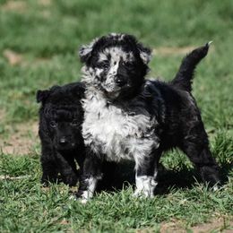 Rumour- Girl - Black merle Mudi puppy in Omaha, Nebraska from Magik Mudi Kennel