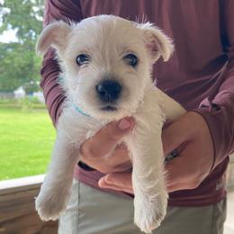 Blue boy - White male West Highland White Terrier puppy in Idabel, Oklahoma from Ravens Nest Westies