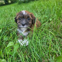Brownie - Red brindle female Havanese puppy in Salesville, Ohio from RiverLynn