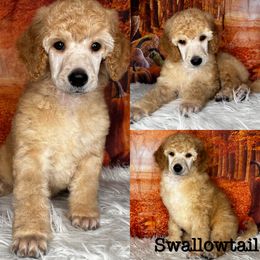 Swallowtail - Apricot Poodle puppy in Swansboro, North Carolina from Monarch Standard Poodles
