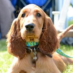 Irish Setters from Karlyn Kennels