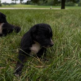 Malibu - Black tri-color female Australian Shepherd puppy in Ridgeville, Indiana from McCord’s Standard Aussies