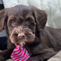 Assorted Doodle Crosses, Australian Labradoodle, Cavachon, and Cavapoo Puppies from Bark & Bramble Cavapoochons