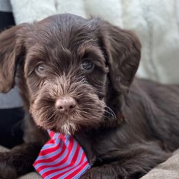 Assorted Doodle Crosses, Australian Labradoodle, Cavachon, and Cavapoo Puppies from Bark & Bramble Cavapoochons